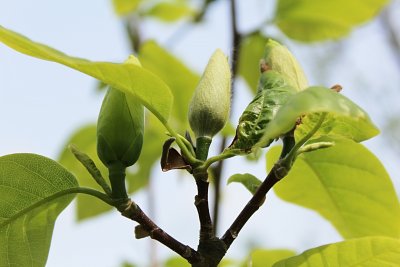Magnolia x denudata 'Yellow River' - šácholan obnažený - poupata
